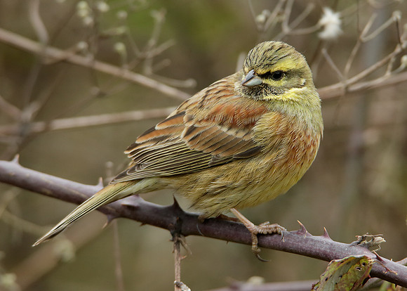 Cirl Bunting Emberiza cirlus