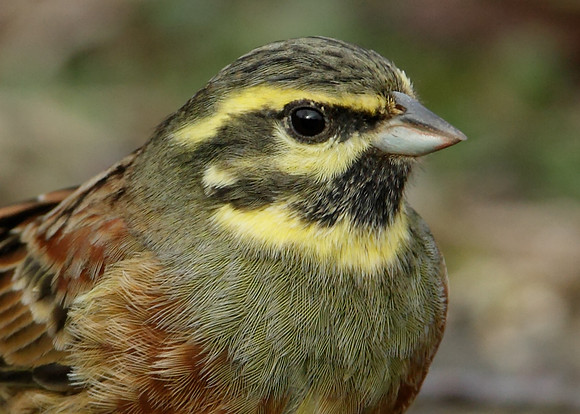 Cirl Bunting Emberiza cirlus