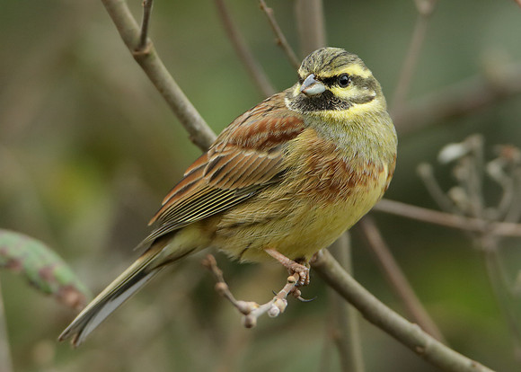 Cirl Bunting Emberiza cirlus