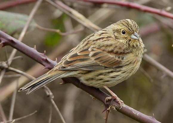 Cirl Bunting Emberiza cirlus