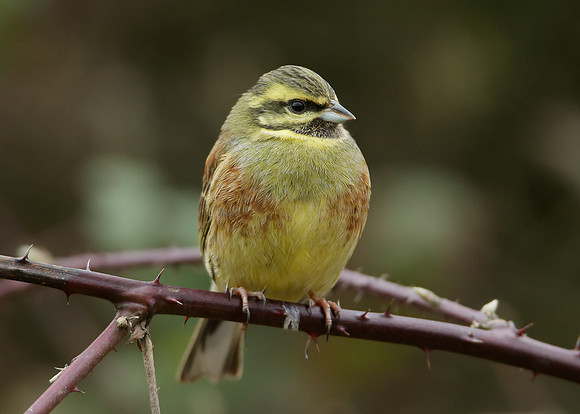 Cirl Bunting Emberiza cirlus