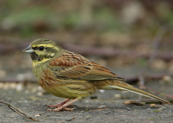 Cirl Bunting Emberiza cirlus