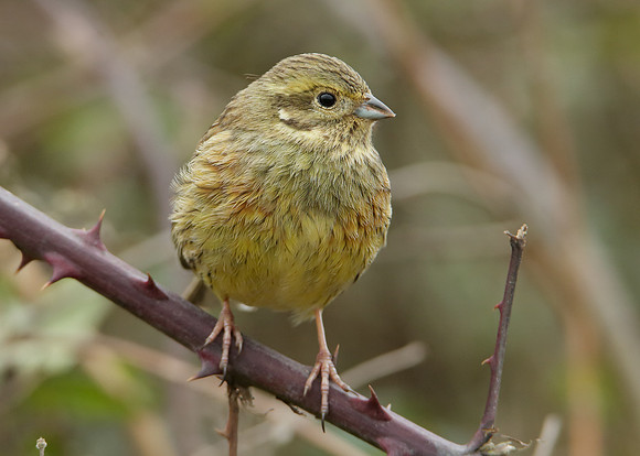 Cirl Bunting Emberiza cirlus