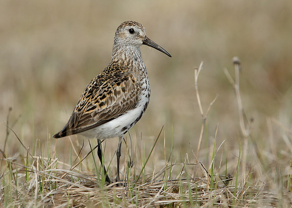 Dunlin Calidris alpina