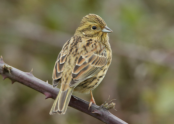 Cirl Bunting Emberiza cirlus