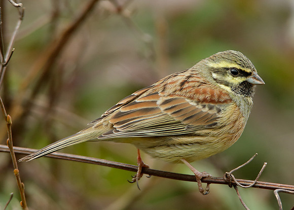 Cirl Bunting Emberiza cirlus