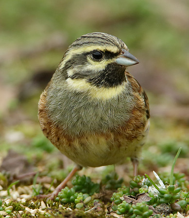 Cirl Bunting Emberiza cirlus
