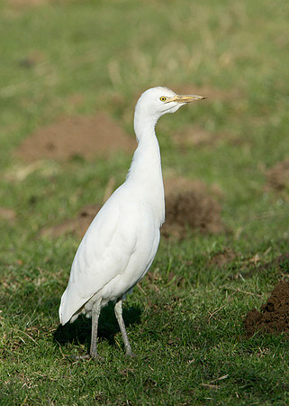 Cattle Egret Bubulcus ibis
