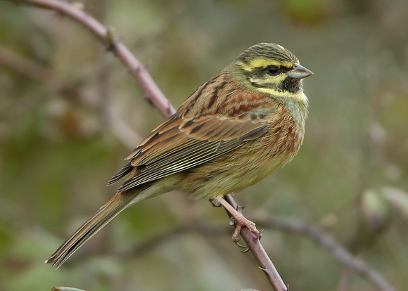 Cirl Bunting Emberiza cirlus