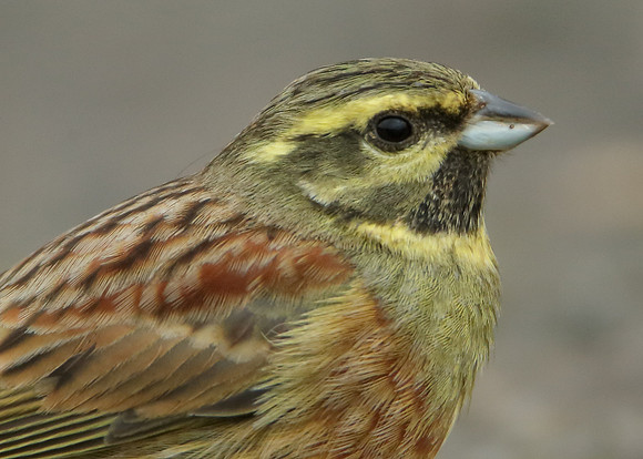 Cirl Bunting Emberiza cirlus