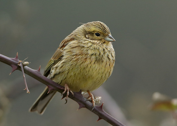 Cirl Bunting Emberiza cirlus