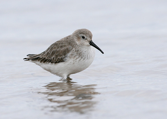 Dunlin Calidris alpina