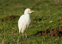 Cattle Egret Bubulcus ibis