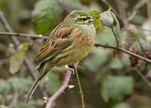 Cirl Bunting Emberiza cirlus