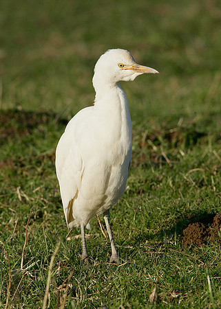 Cattle Egret Bubulcus ibis