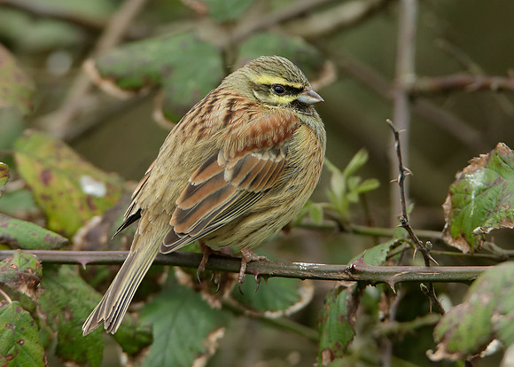 Cirl Bunting Emberiza cirlus