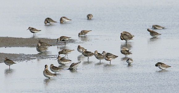 Dunlin Calidris alpina