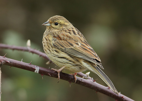 Cirl Bunting Emberiza cirlus