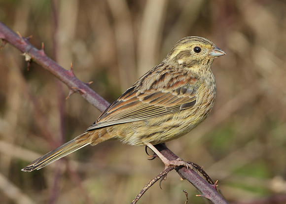 Cirl Bunting Emberiza cirlus