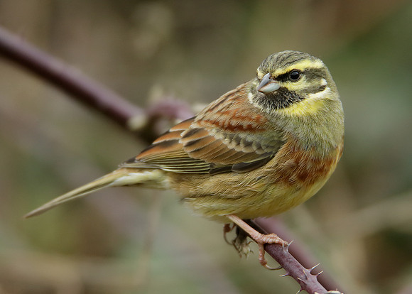 Cirl Bunting Emberiza cirlus