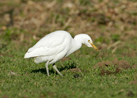 Cattle Egret Bubulcus ibis