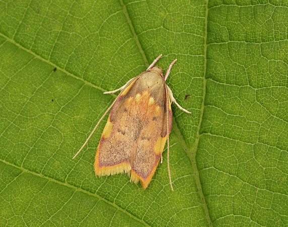 31.001 BF658 Carcina quercana