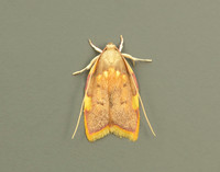 31.001 BF658 Carcina quercana