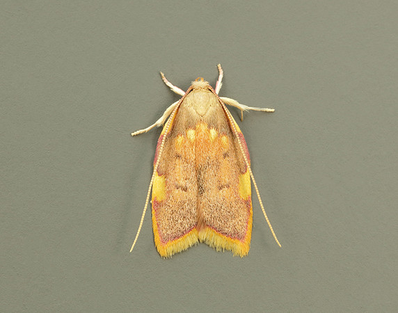 31.001 BF658 Carcina quercana