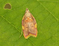 31.001 BF658 Carcina quercana