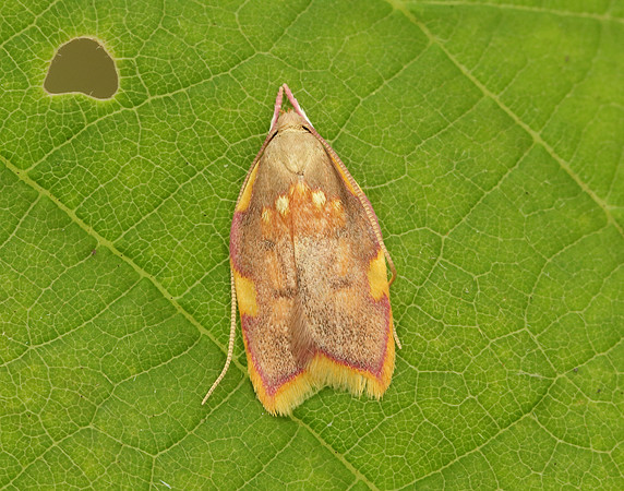 31.001 BF658 Carcina quercana