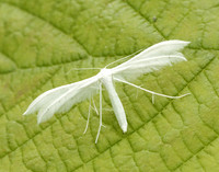 45.030 BF1513 White Plume Moth Pterophorus pentadactyla