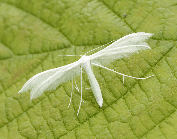 45.030 BF1513 White Plume Moth Pterophorus pentadactyla