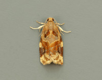 49.015 BF980 Variegated Golden Tortrix Archips xylosteana