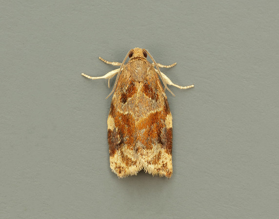 49.015 BF980 Variegated Golden Tortrix Archips xylosteana