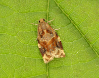 49.015 BF980 Variegated Golden Tortrix Archips xylosteana