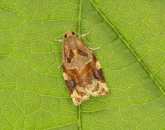 49.015 BF980 Variegated Golden Tortrix Archips xylosteana