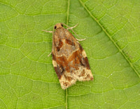 49.015 BF980 Variegated Golden Tortrix Archips xylosteana