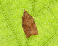 49.026 BF972 Dark Fruit-tree Tortrix Pandemis heparana