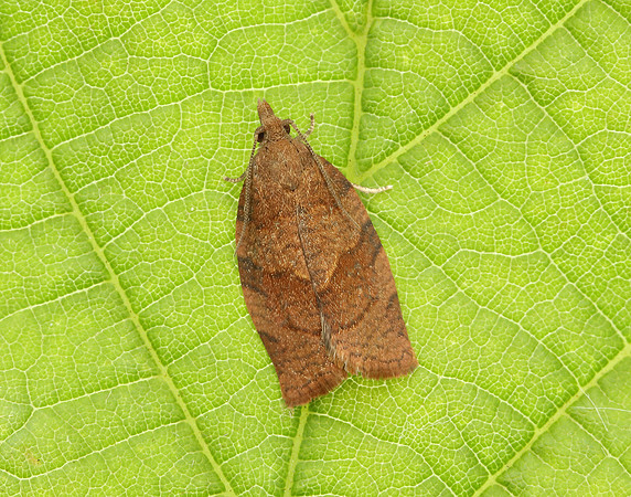 49.026 BF972 Dark Fruit-tree Tortrix Pandemis heparana