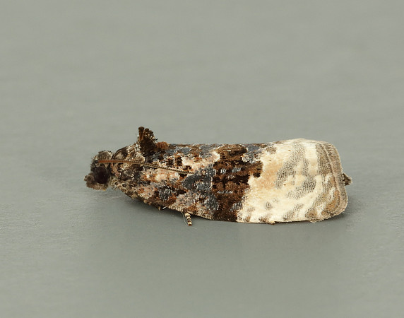 49.150 BF1093 Apotomis betuletana