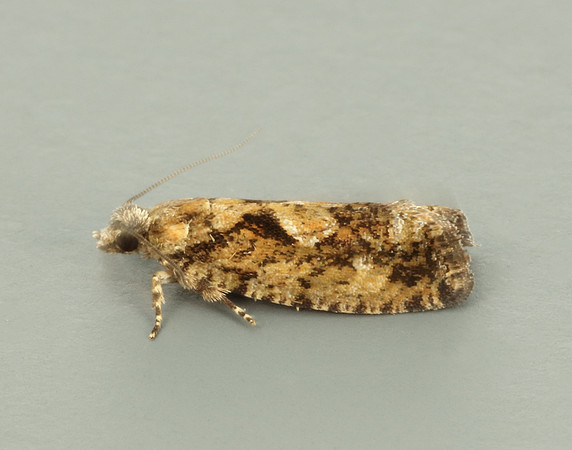 49.150 BF1093 Apotomis betuletana
