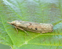 62.001 BF1428 Bee Moth Aphomia sociella