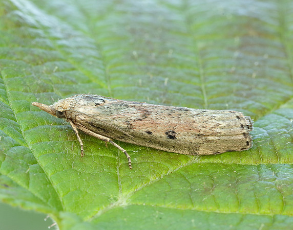 62.001 BF1428 Bee Moth Aphomia sociella