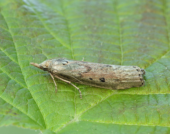 62.001 BF1428 Bee Moth Aphomia sociella