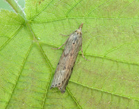 62.001 BF1428 Bee Moth Aphomia sociella