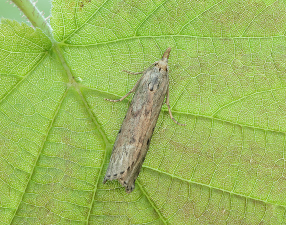 62.001 BF1428 Bee Moth Aphomia sociella