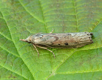 62.001 BF1428 Bee Moth Aphomia sociella