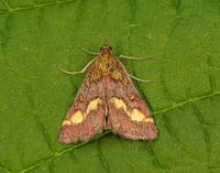 62.001 BF1428 Bee Moth Aphomia sociella