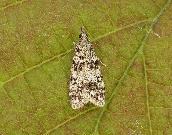 63.067 BF1338 Eudonia lacustrata