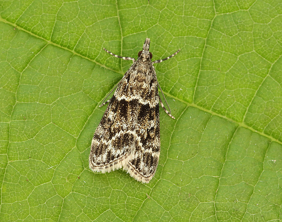 63.074 BF1344 Eudonia mercurella
